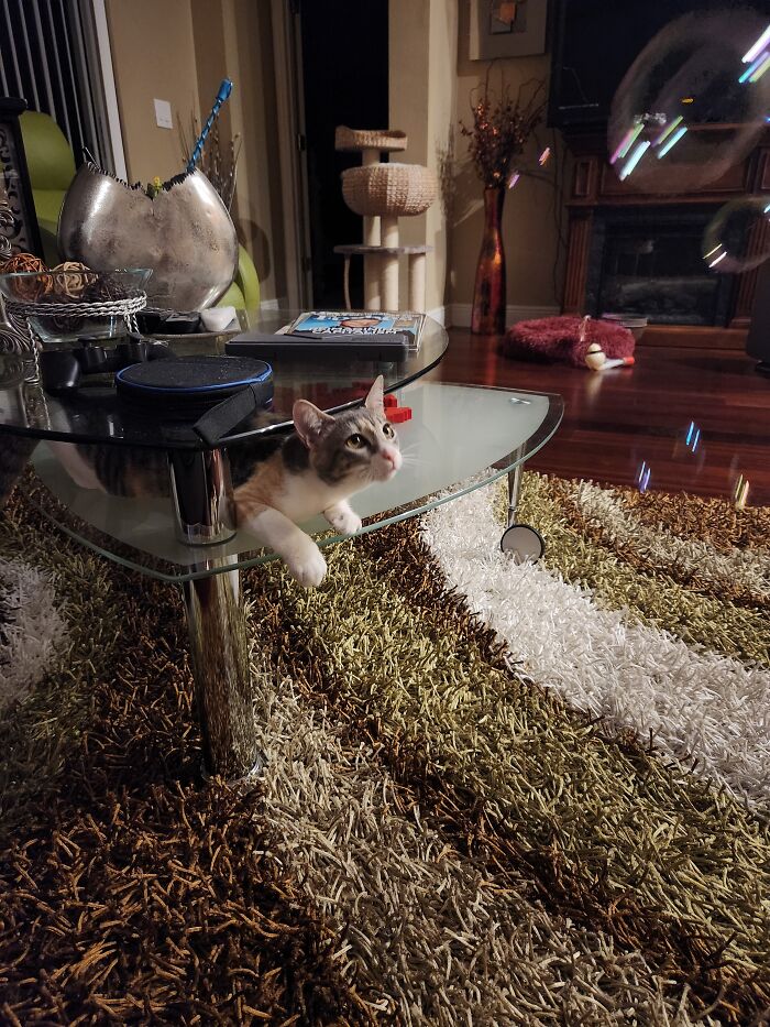 She Likes Paper Bags Too, But I Love When She Squeezes In Between The Two Glass Tables