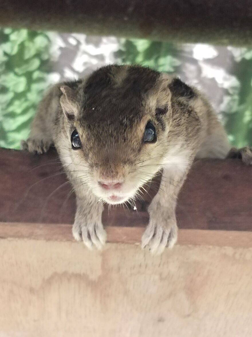 Trying To See If My Phone Is Edible Or Not