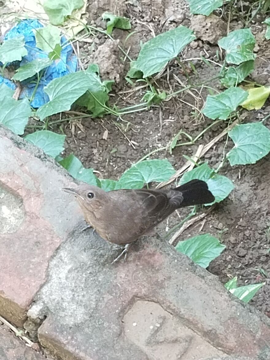 This Little Fellow Lives Behind My House