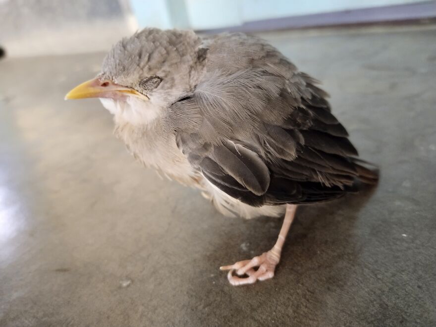 Baby Babbler Is Napping