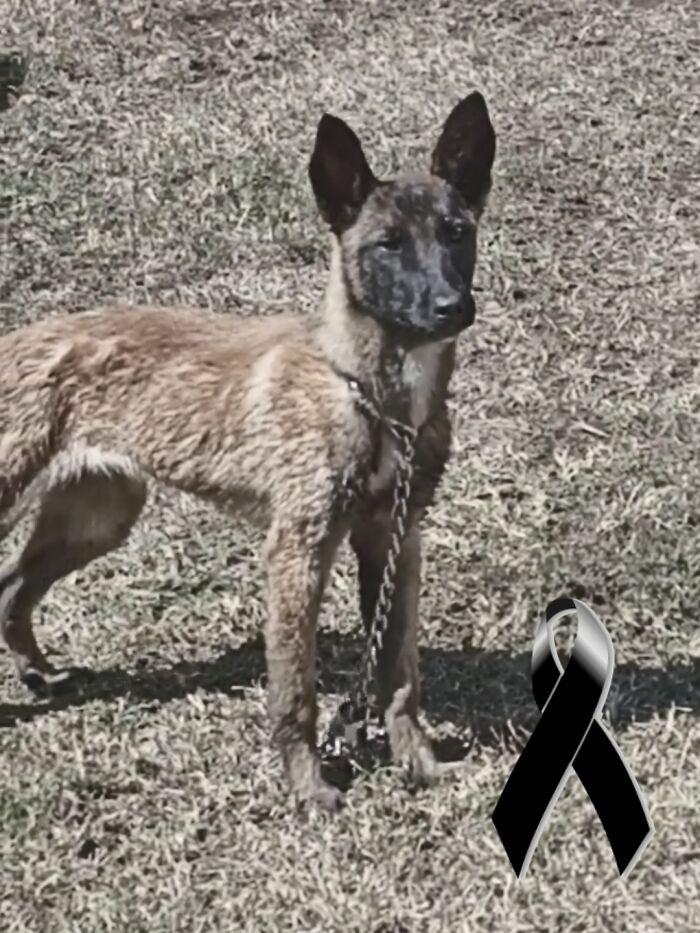 Update: Laika Died This Morning, She Was Hit By A Car, Only 1 Year Old 😭😭💔