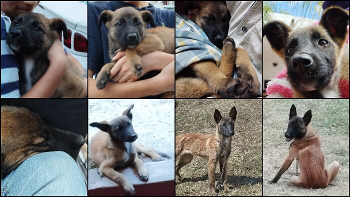 In The Memory Of Laika 💔💔😭