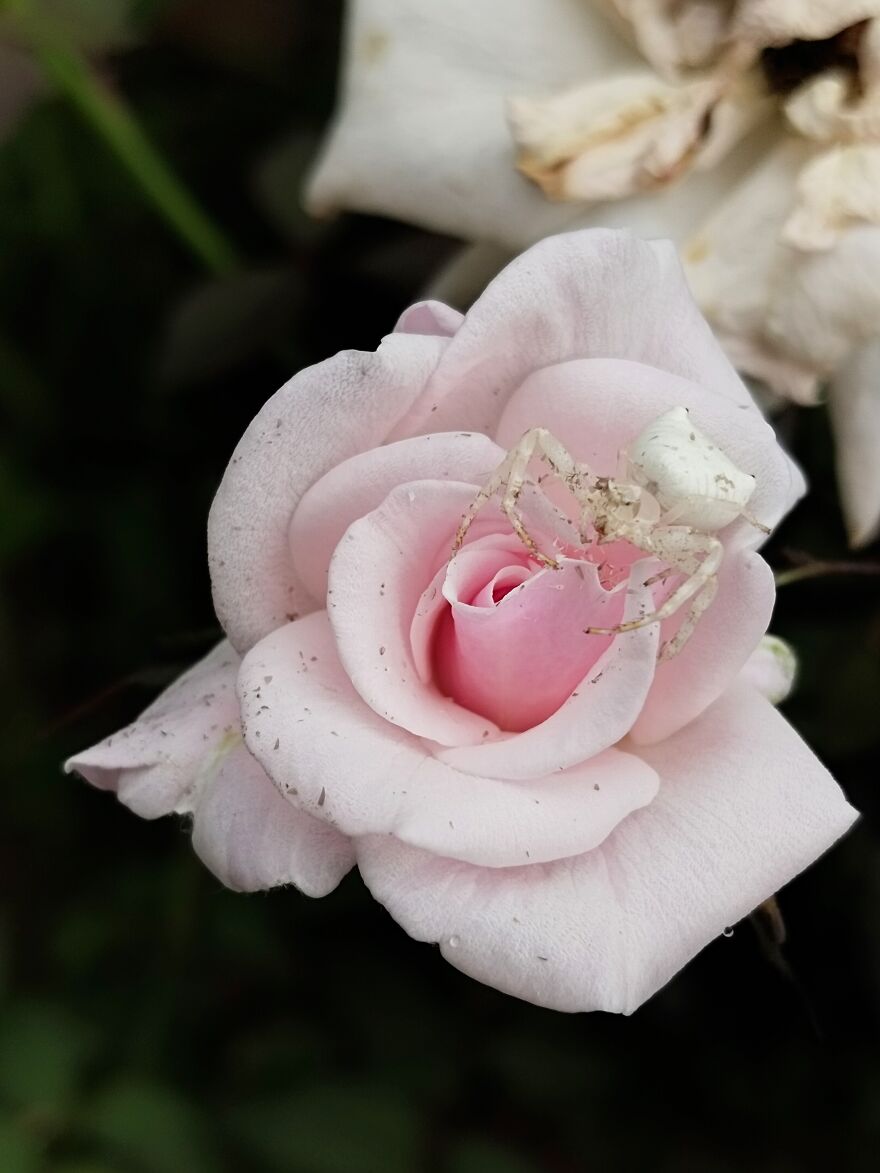 This Crab Spider Is Just Beautiful!