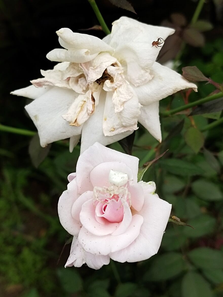 Don't Miss The Little Fella On The Drying One!