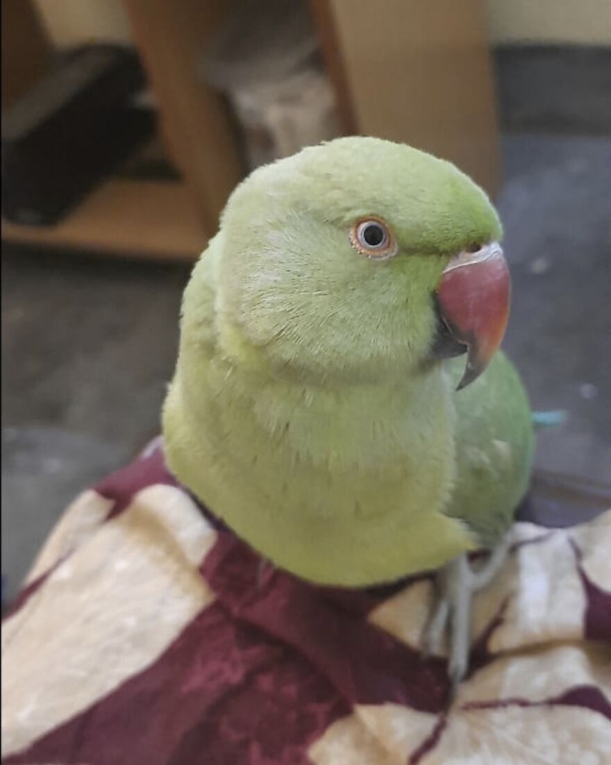 My Parrot Likes To Pose For The Camera