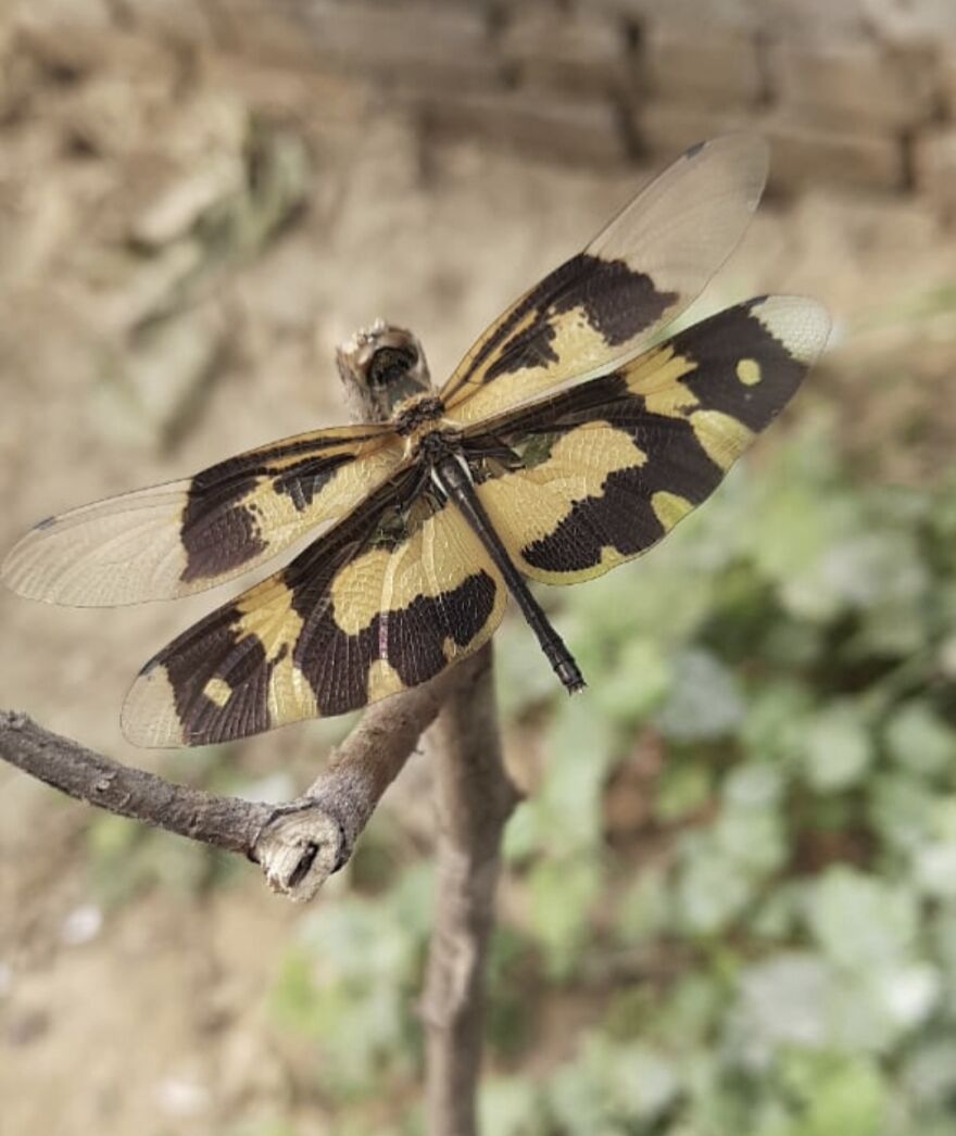 Common Picture Wing Dragonfly