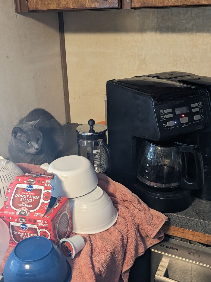 Bewildered By The Coffee. Meet Blue!