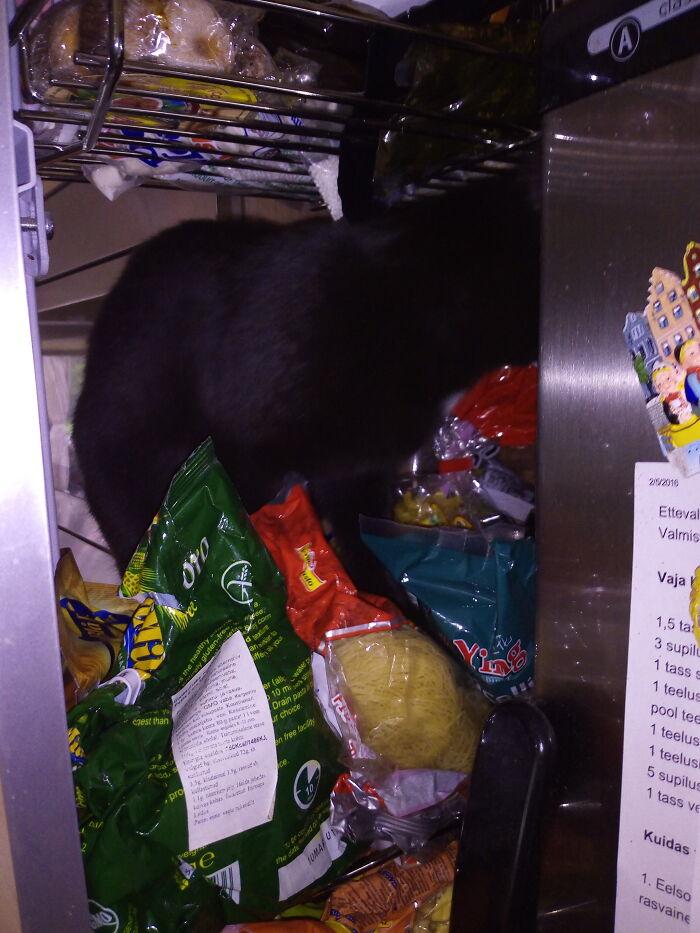 Before Closing Doors. Check For Cat