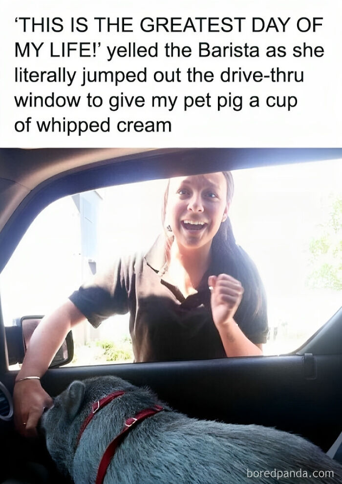 Barista cheerfully hands whipped cream to a pig through a drive-thru window, creating a funny and polite moment.