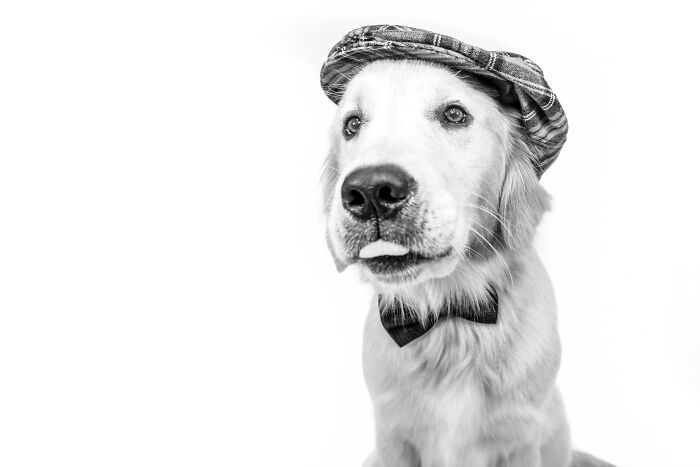 12 Monochromatic Dog Photos By Melissa Blake Photography In Central Florida To Make You Smile