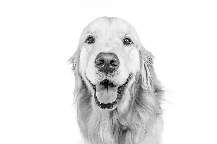 12 Monochromatic Dog Photos By Melissa Blake Photography In Central Florida To Make You Smile