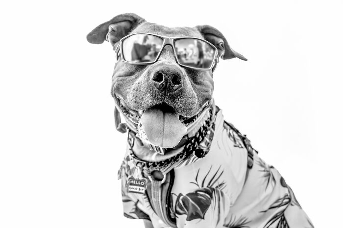 12 Monochromatic Dog Photos By Melissa Blake Photography In Central Florida To Make You Smile