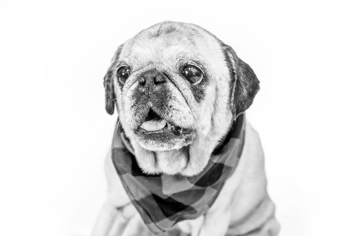 12 Monochromatic Dog Photos By Melissa Blake Photography In Central Florida To Make You Smile