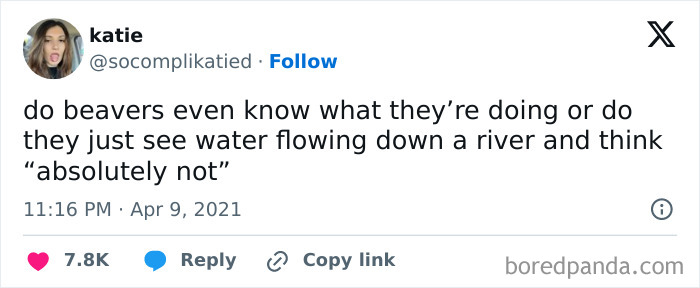 Funny meme about beavers contemplating water flow, shared on social media, highlighting polite humor without mocking anyone.