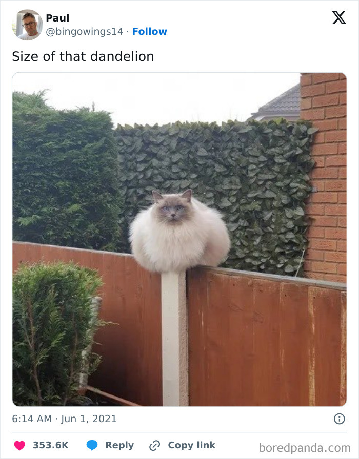 Hilarious-Cat-Jokes-Memes