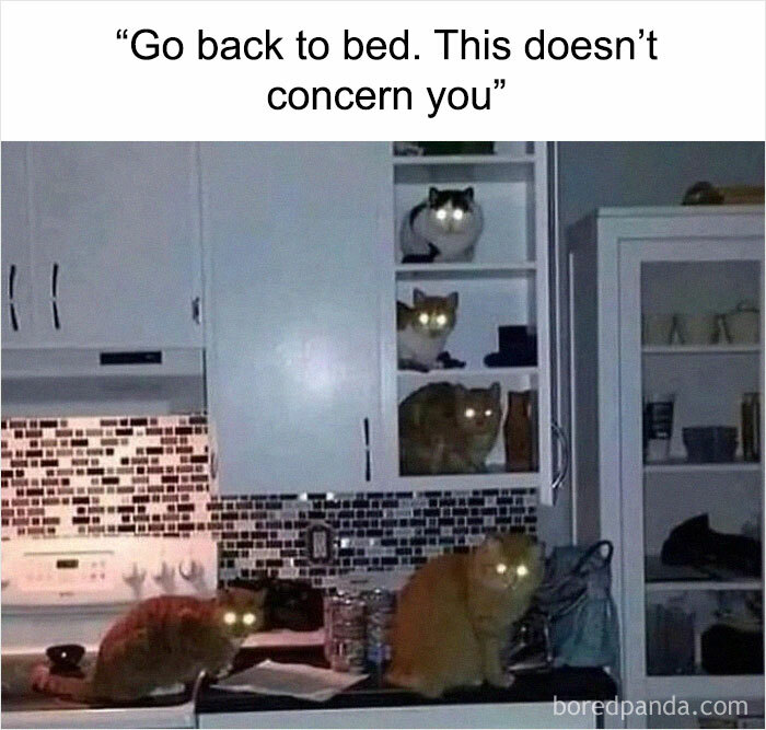 Cats with glowing eyes in a kitchen, creating a weird meme vibe under the caption “Go back to bed. This doesn’t concern you.”