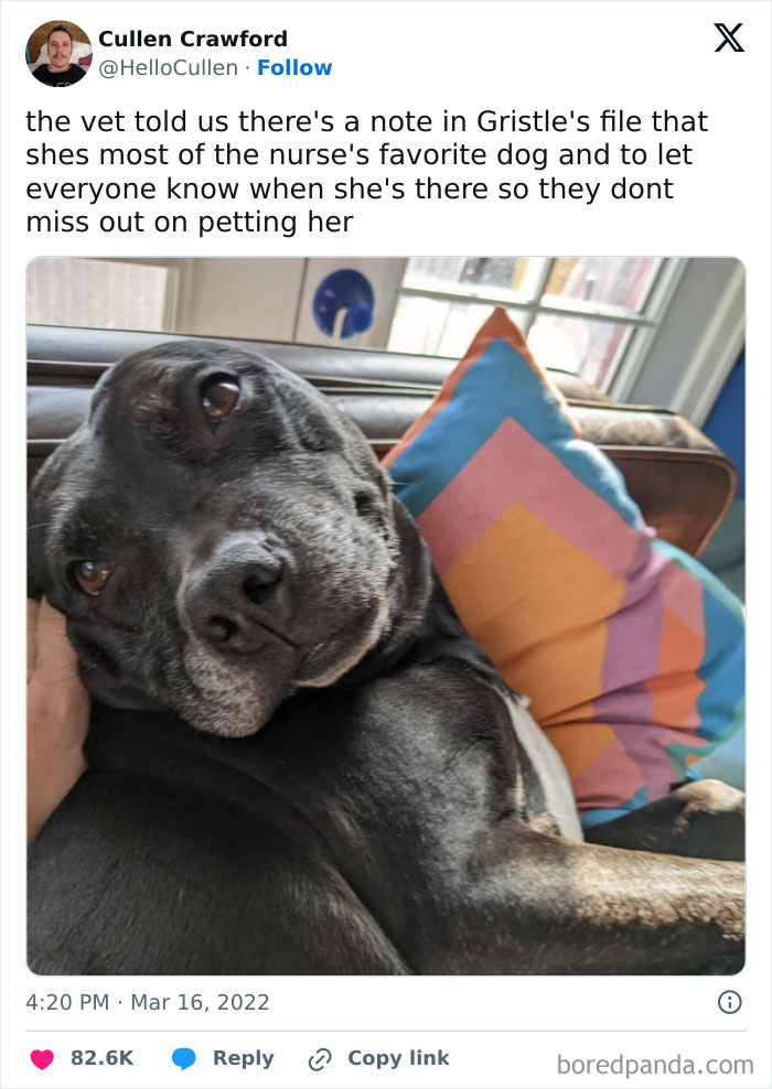 The Vet’s Office MVP