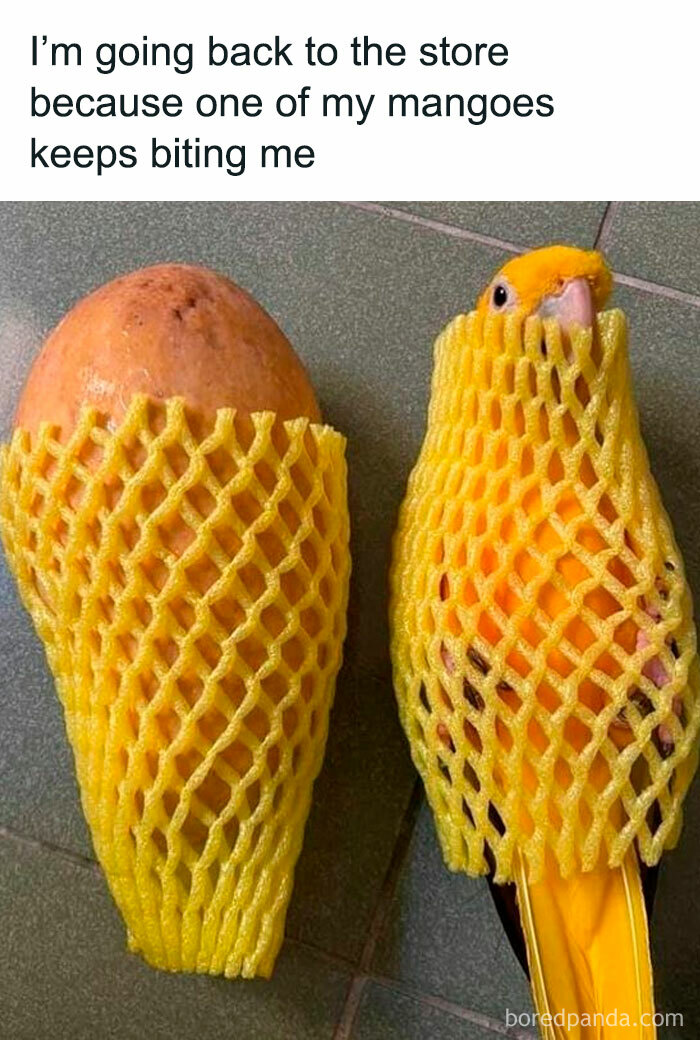 Funny and polite meme featuring a mango and a bird both in yellow netting, with a humorous caption about biting mangoes.