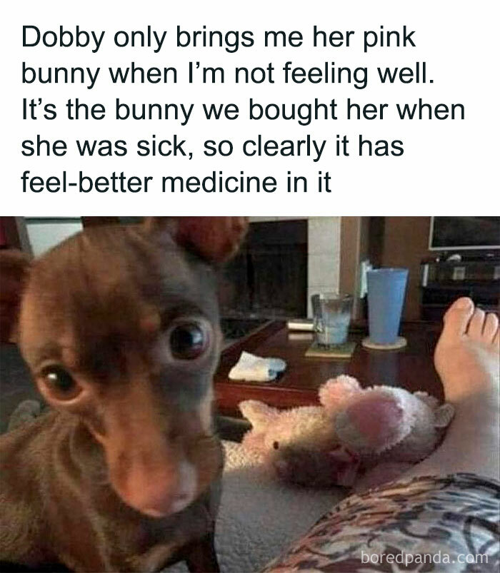 Cute Dog Meme: “When Your Dog Knows How to Make You Feel Better”
