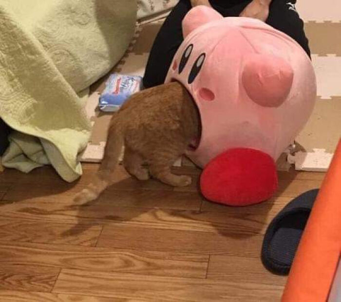 Why-You-Should-Get-Cat