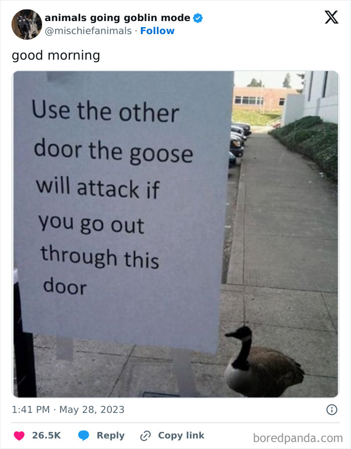 Animals-Going-Goblin-Mode-Pics