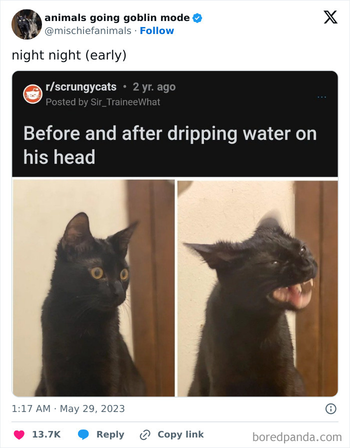 Animals-Going-Goblin-Mode-Pics