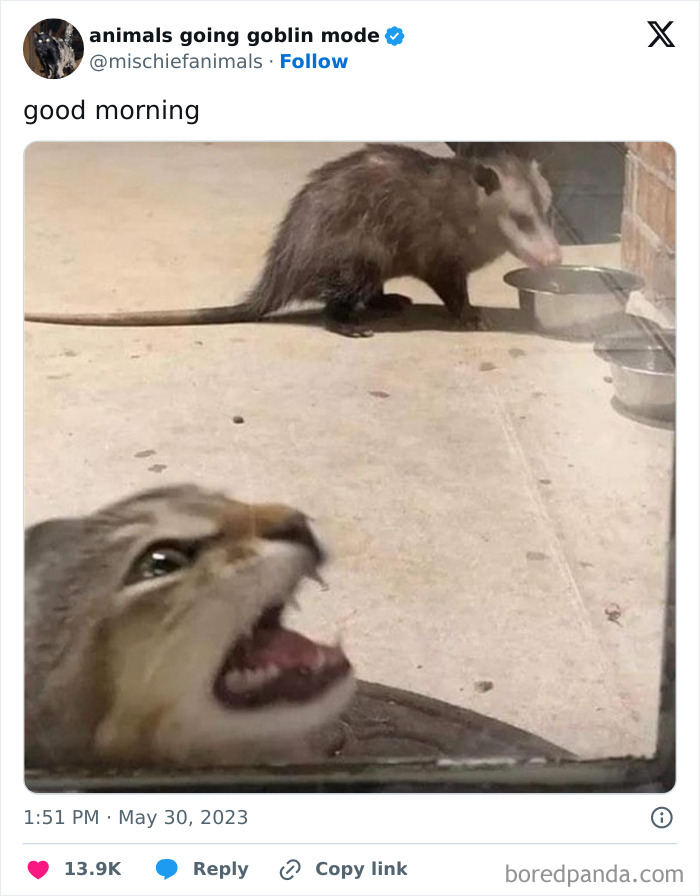 Animals-Going-Goblin-Mode-Pics