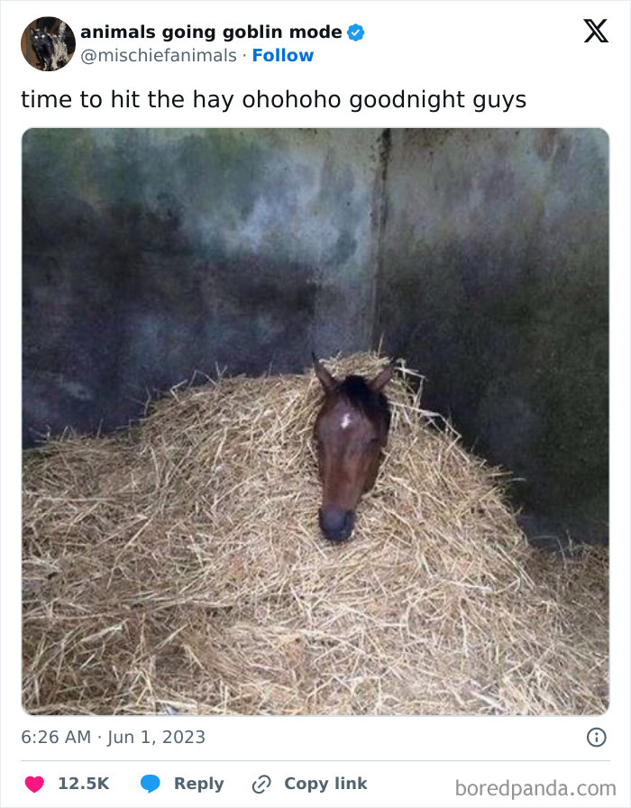 Animals-Going-Goblin-Mode-Pics