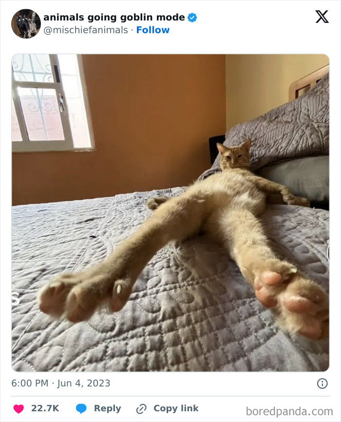 Animals-Going-Goblin-Mode-Pics