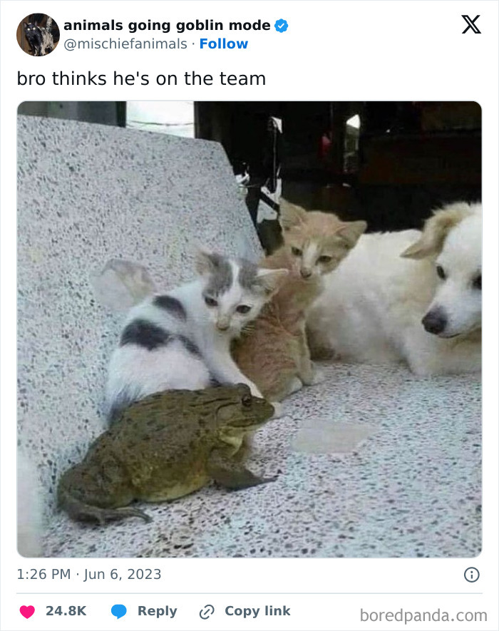 Animals-Going-Goblin-Mode-Pics