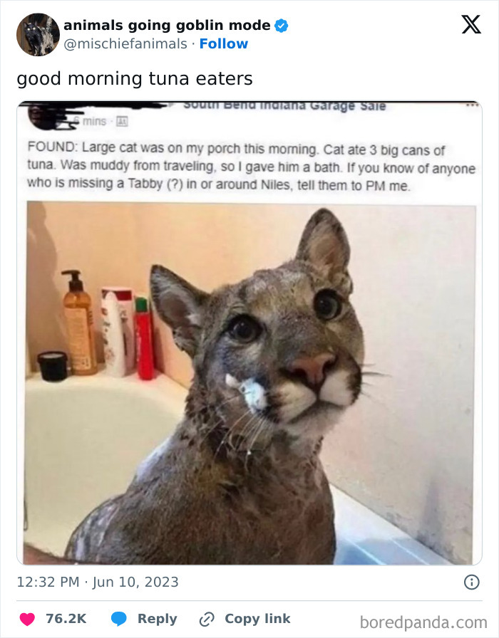 Animals-Going-Goblin-Mode-Pics