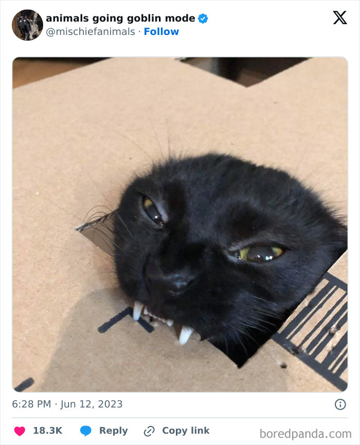 Animals-Going-Goblin-Mode-Pics