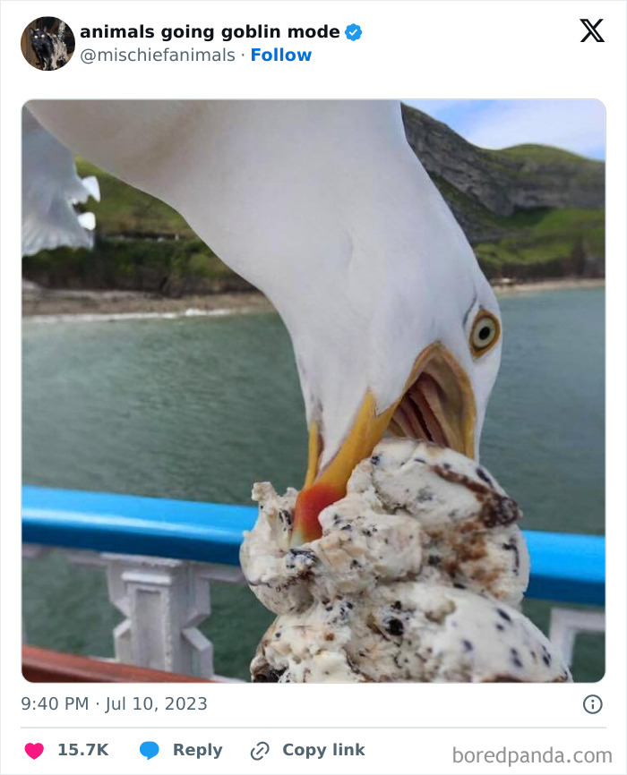 Animals-Going-Goblin-Mode-Pics