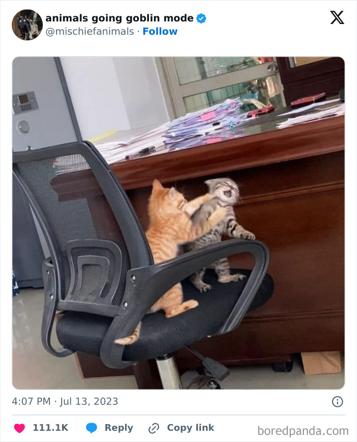 Animals-Going-Goblin-Mode-Pics