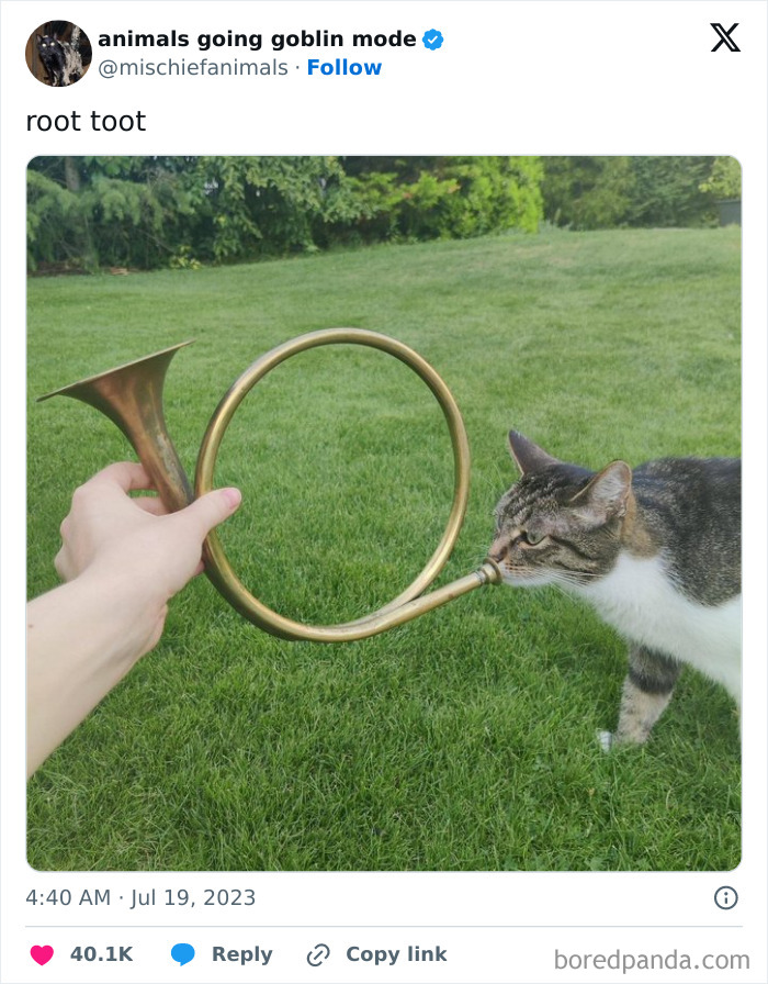 Animals-Going-Goblin-Mode-Pics