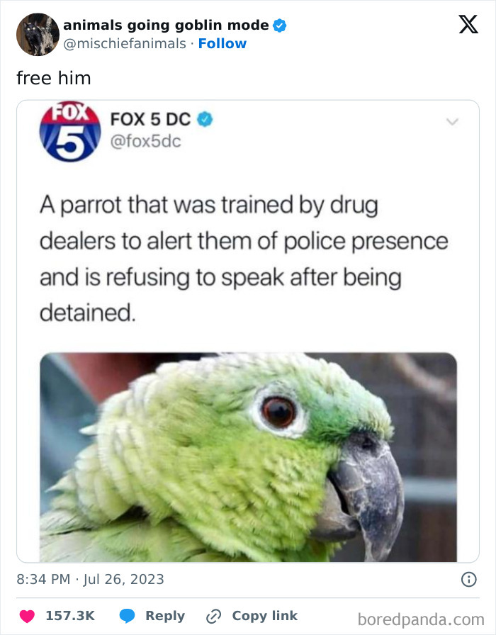 Animals-Going-Goblin-Mode-Pics