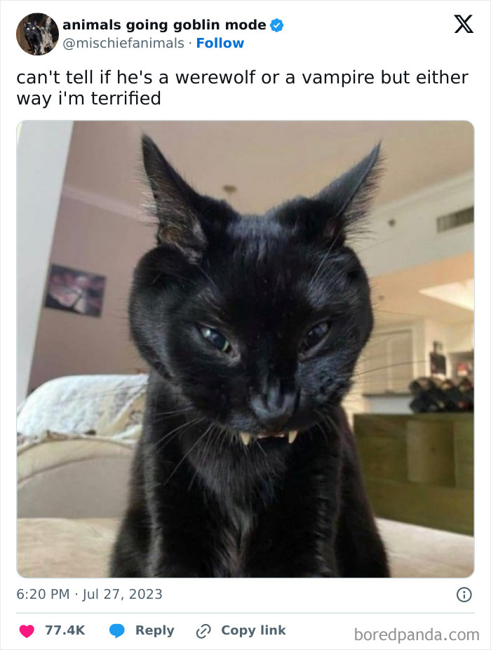 Animals-Going-Goblin-Mode-Pics