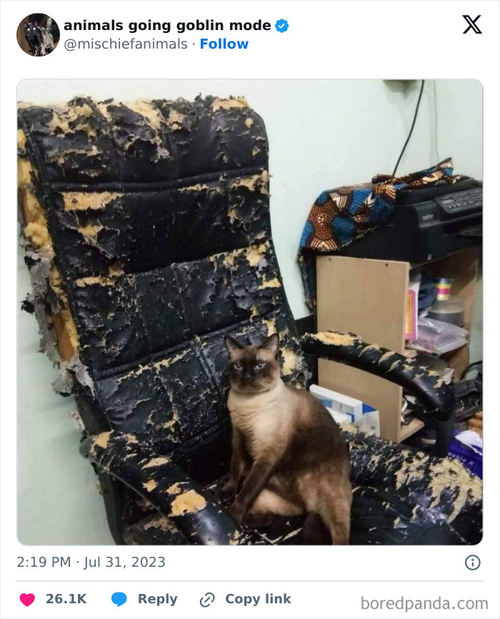 Animals-Going-Goblin-Mode-Pics