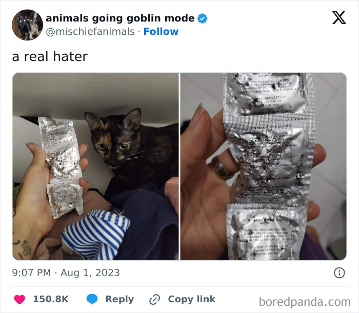 Animals-Going-Goblin-Mode-Pics