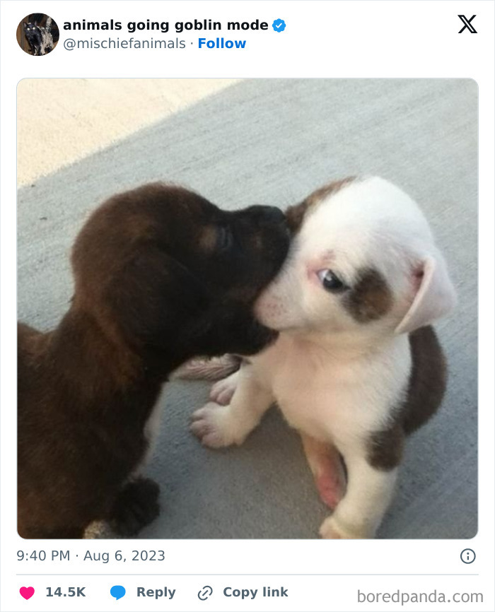 Animals-Going-Goblin-Mode-Pics