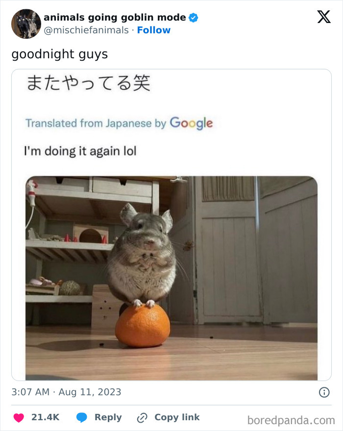 Animals-Going-Goblin-Mode-Pics