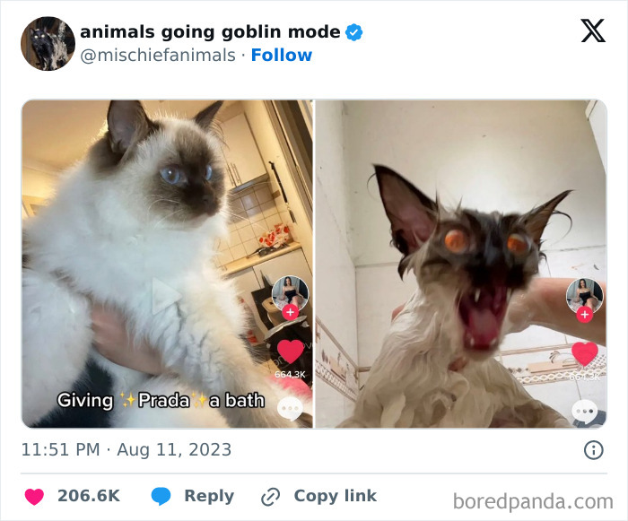 Animals-Going-Goblin-Mode-Pics