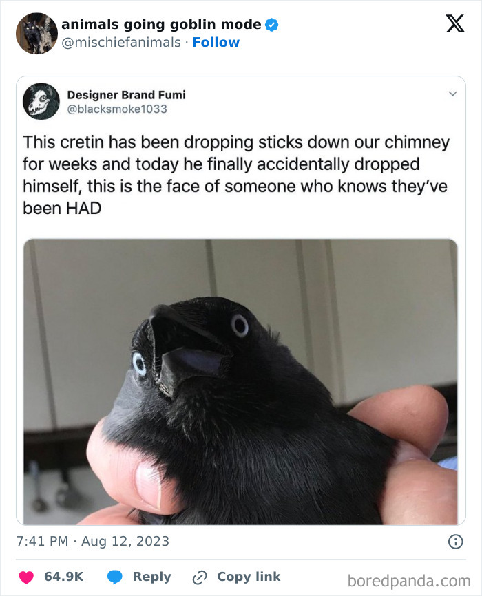 Animals-Going-Goblin-Mode-Pics