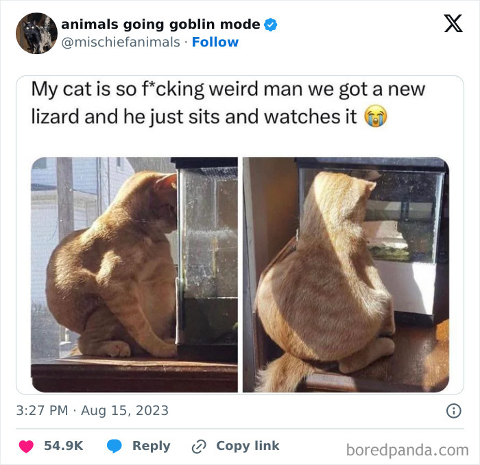 Animals-Going-Goblin-Mode-Pics