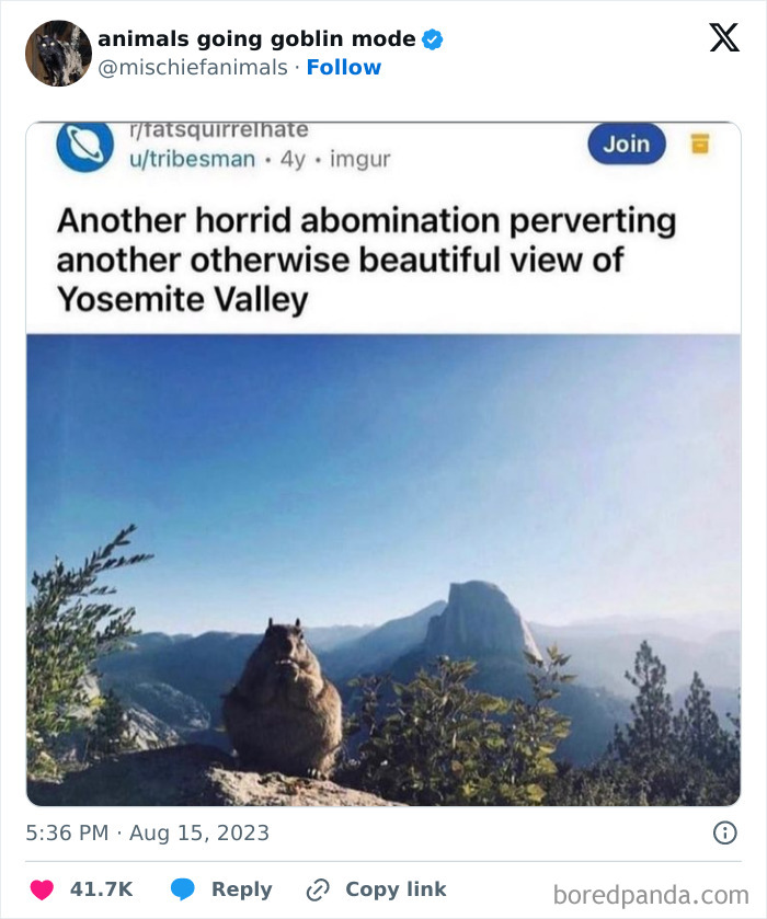 Animals-Going-Goblin-Mode-Pics