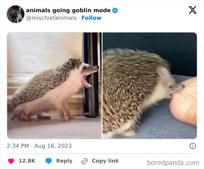 Animals-Going-Goblin-Mode-Pics