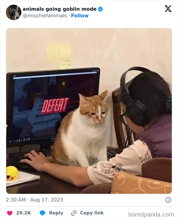 Animals-Going-Goblin-Mode-Pics