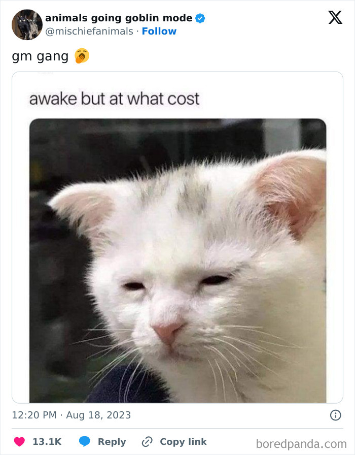 Animals-Going-Goblin-Mode-Pics