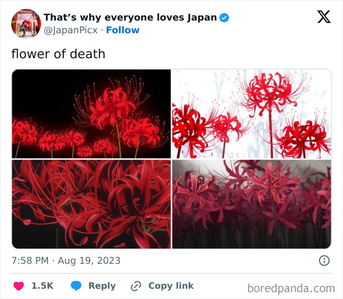 Everyone-Loves-Japan-Pictures