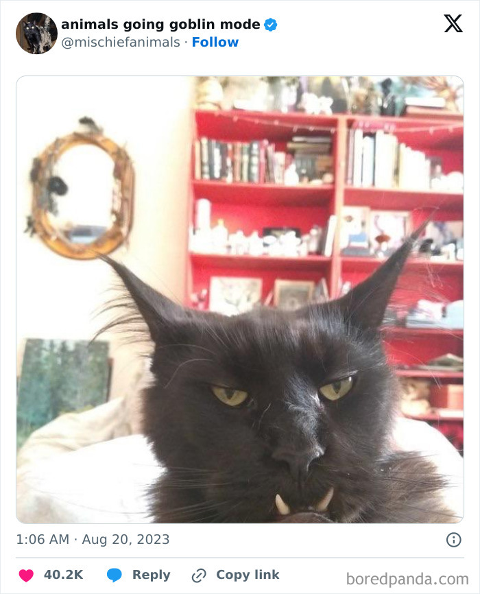 Animals-Going-Goblin-Mode-Pics